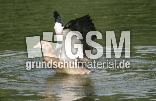 Junge-Nilgans-33.jpg